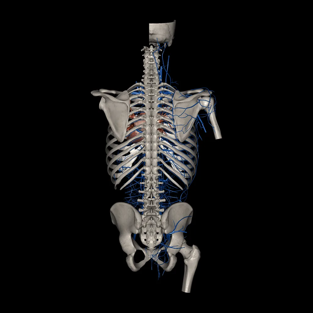 Tronco (Venas), vista posterior
