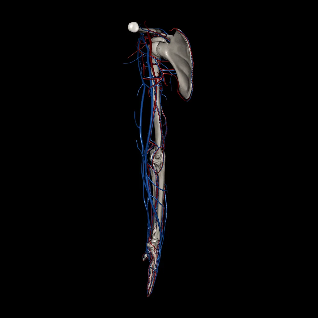 Extremidad superior (Arterias y venas), vista medial