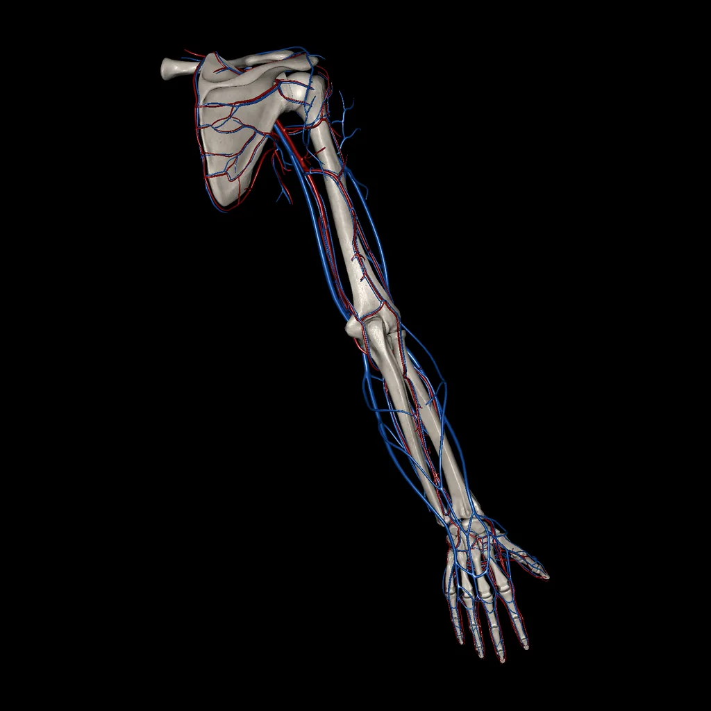 Extremidad superior (Arterias y venas), vista posterior