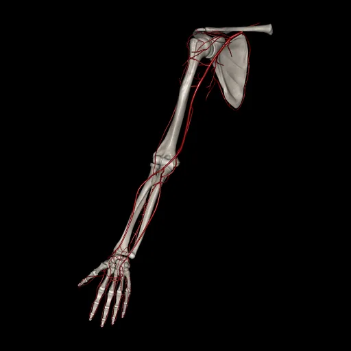 Extremidad superior (Arterias), vista anterior