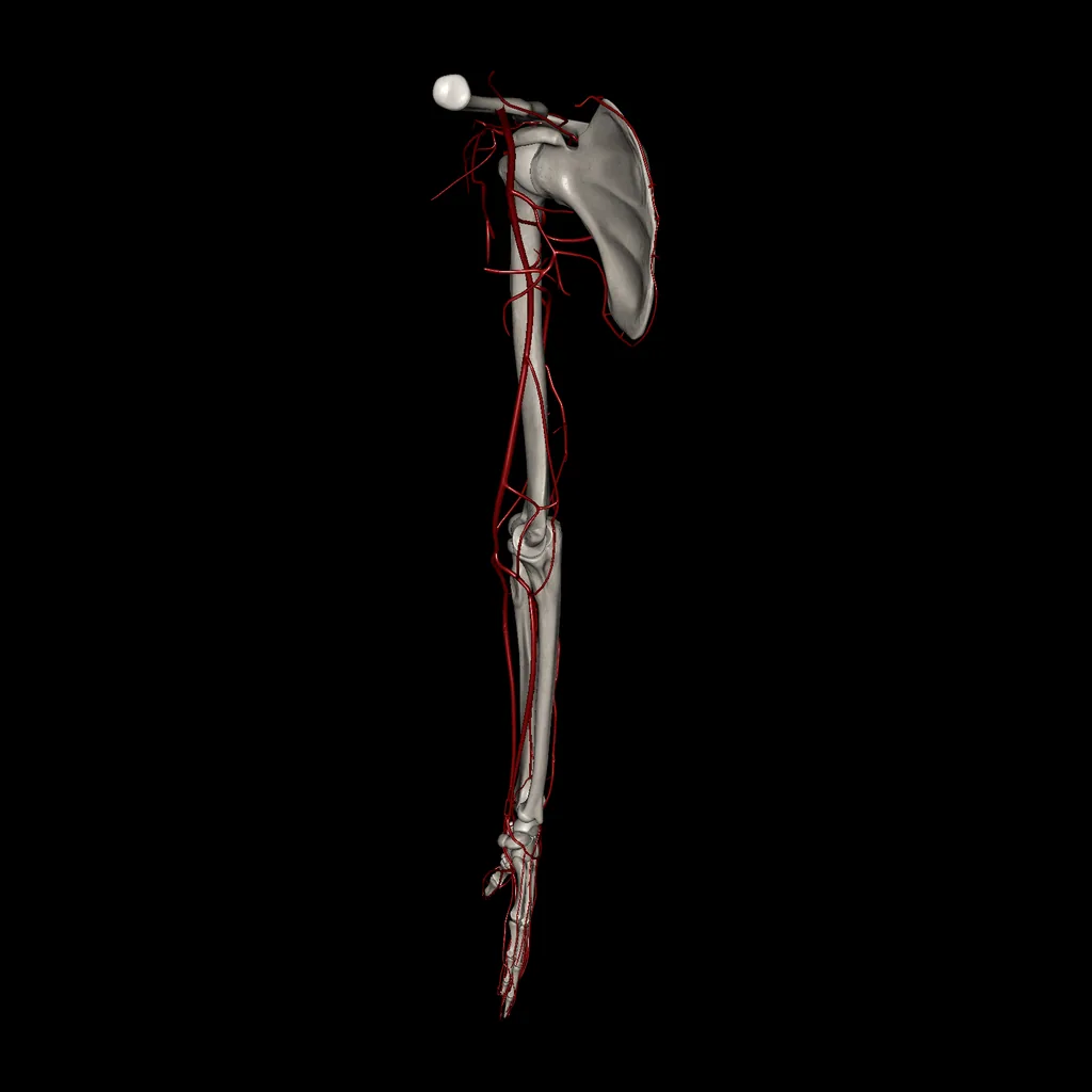 Extremidad superior (Arterias), vista medial