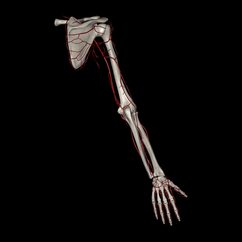 Extremidad superior (Arterias), vista posterior