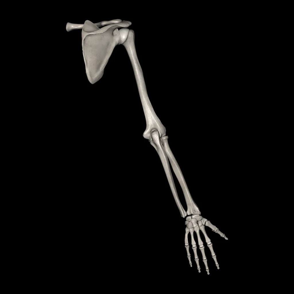 Extremidad superior (Huesos), vista posterior