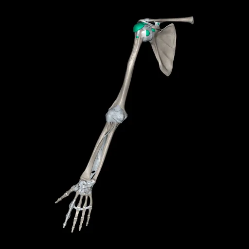 Extremidad superior (Ligamentos y huesos), vista anterior