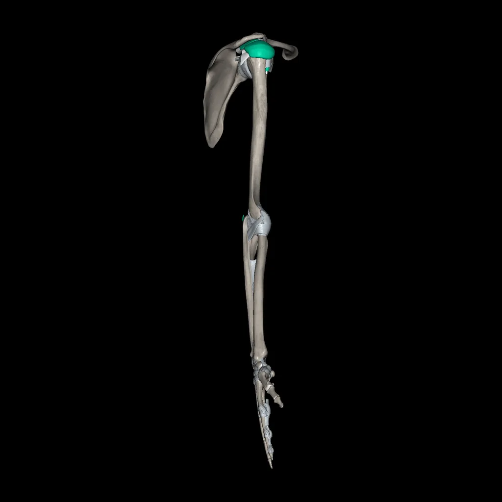 Extremidad superior (Ligamentos y huesos), vista lateral