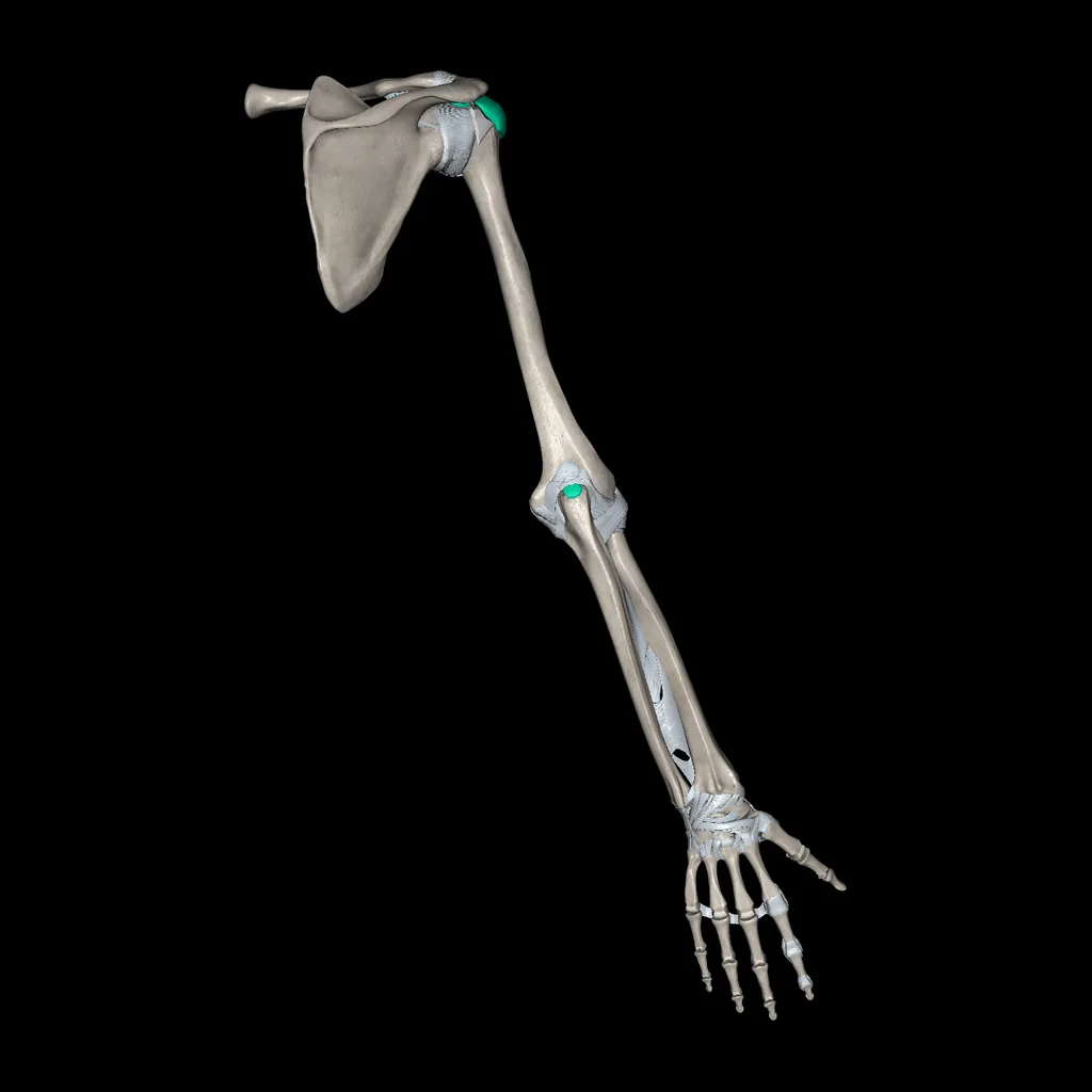 Extremidad superior (Ligamentos y huesos), vista posterior