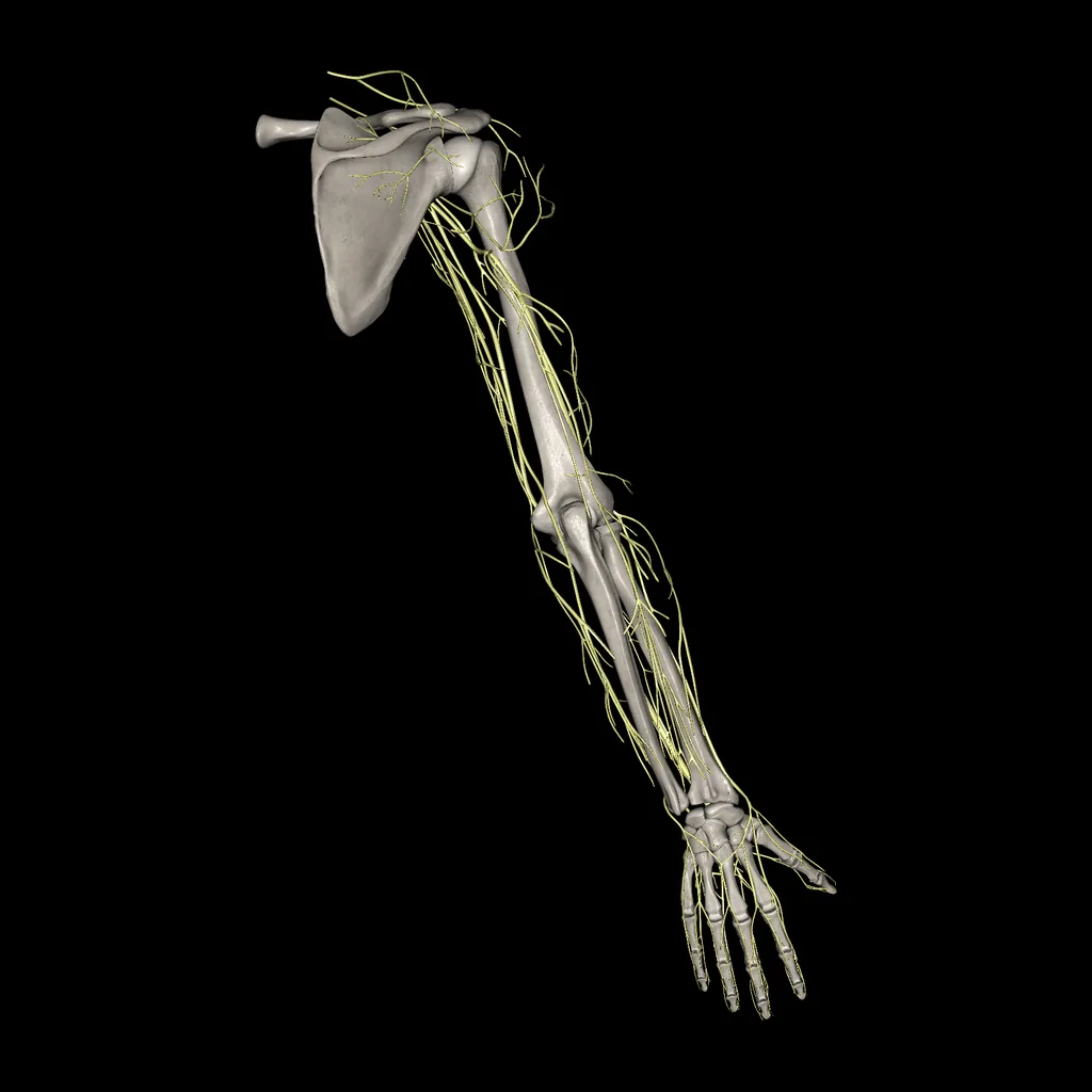 Extremidad superior (Nervios), vista posterior