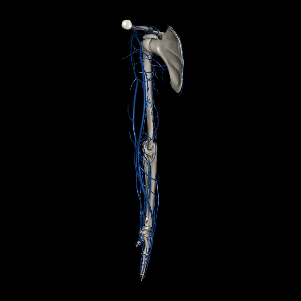 Extremidad superior (Venas), vista medial