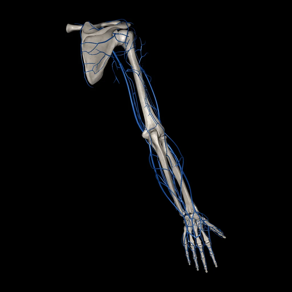 Extremidad superior (Venas), vista posterior