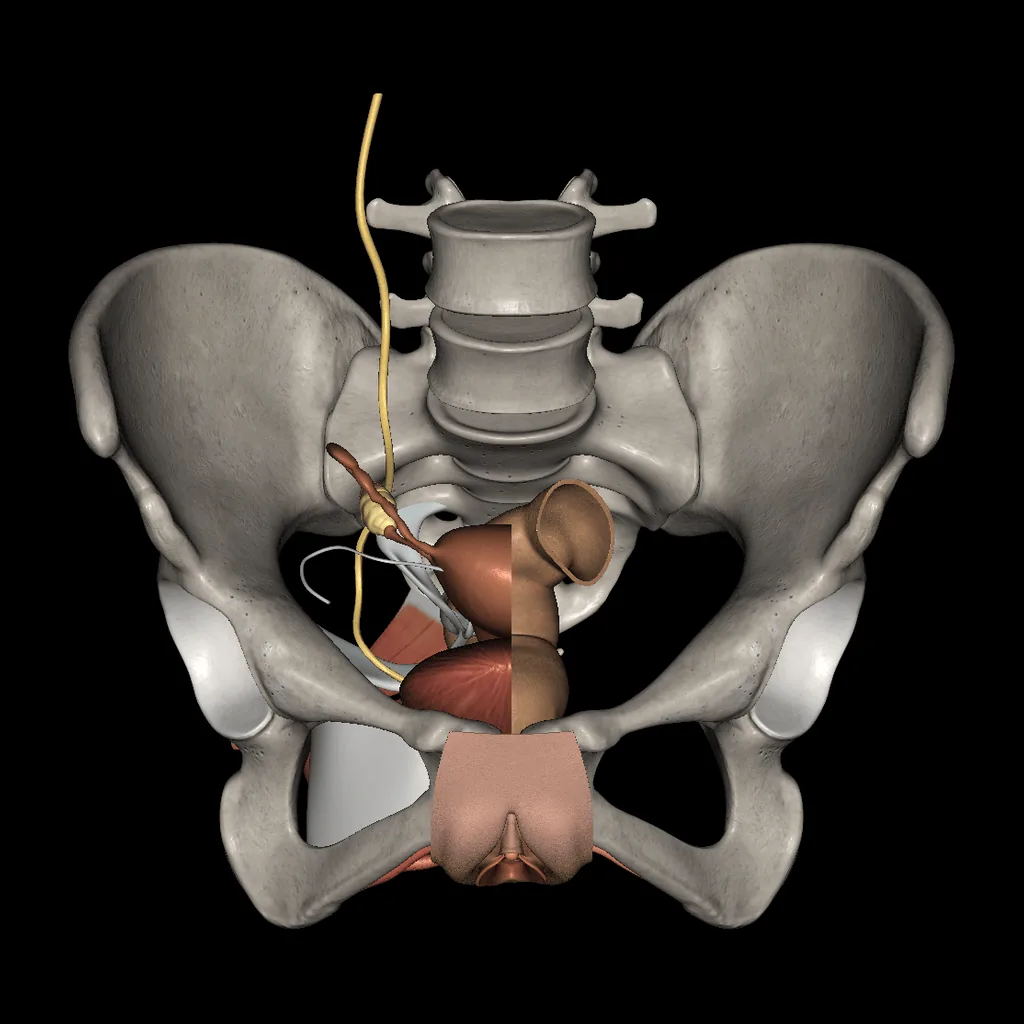 Aparato genitourinario (Femenino), vista anterior