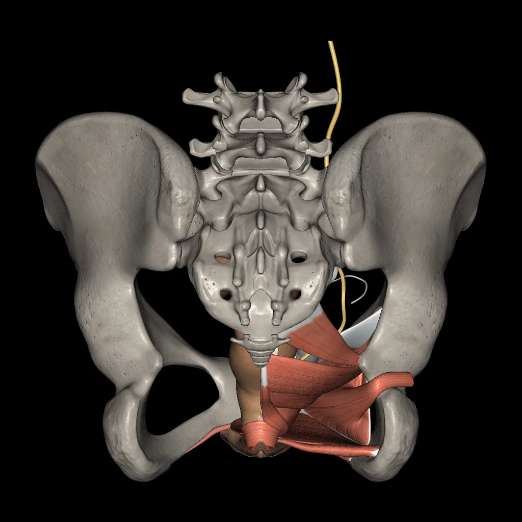 Aparato genitourinario (Femenino), vista posterior