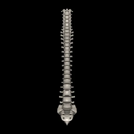 Columna vertebral, vista anterior