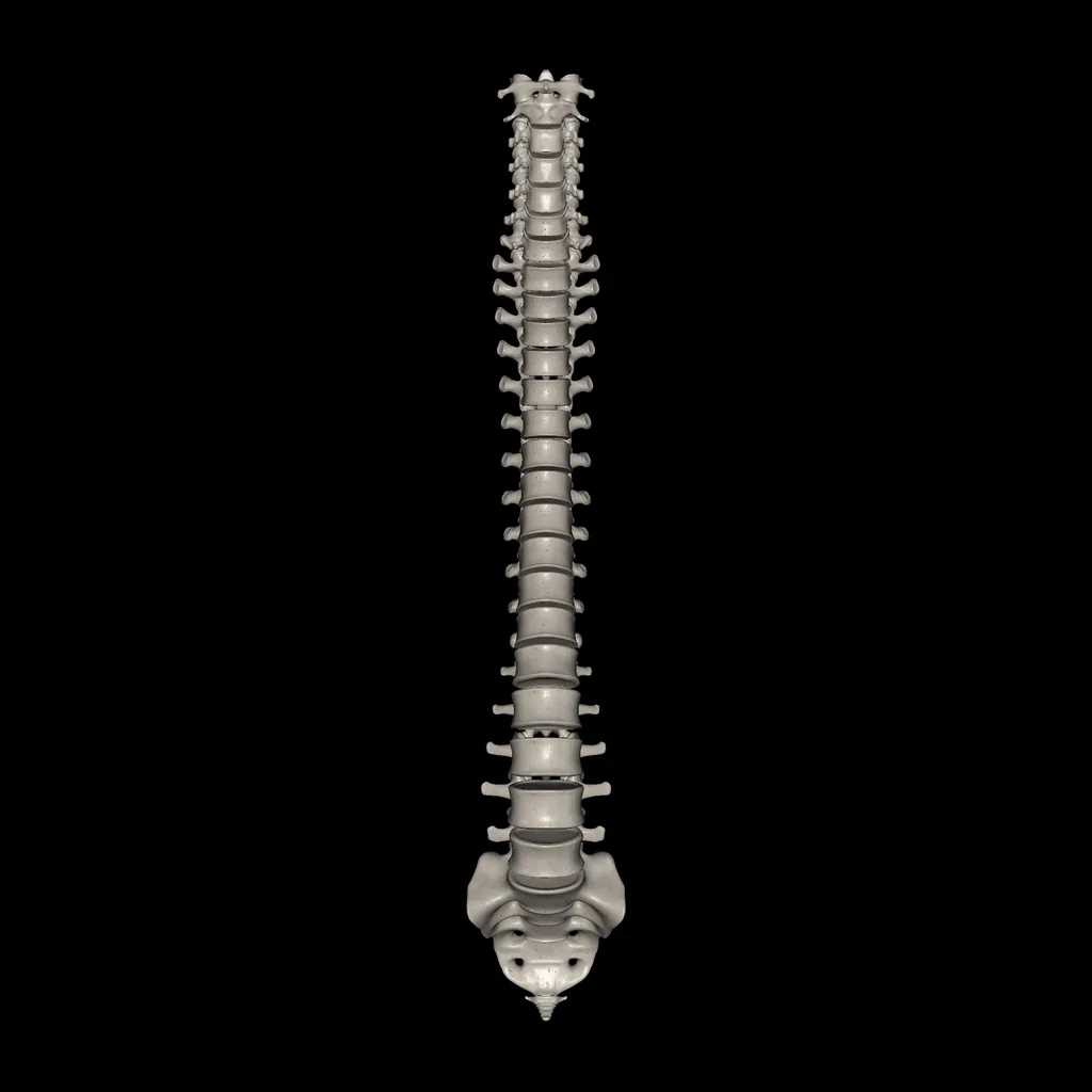 Columna vertebral, vista anterior