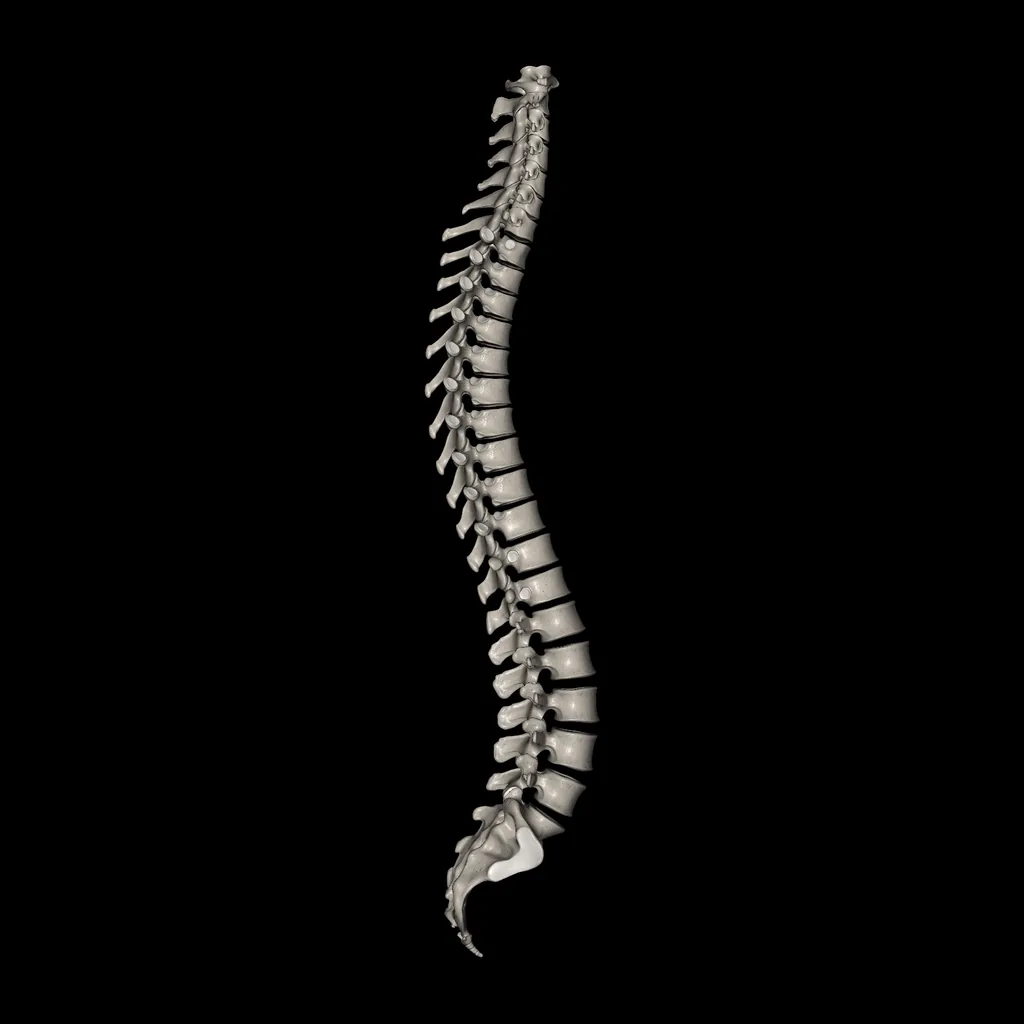 Columna vertebral, vista lateral