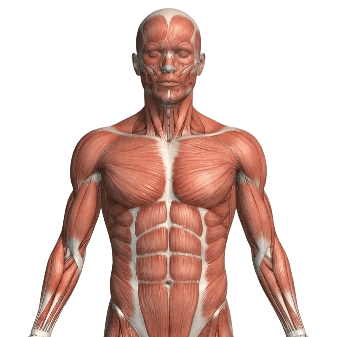 Los músculos del cuerpo humano en 3D