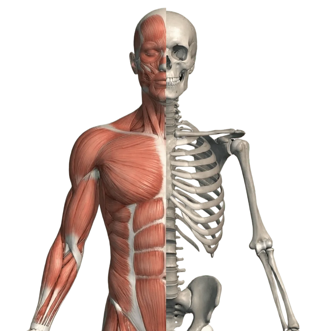 Mitad músculos, mitad esqueleto: las capas del cuerpo en 3D