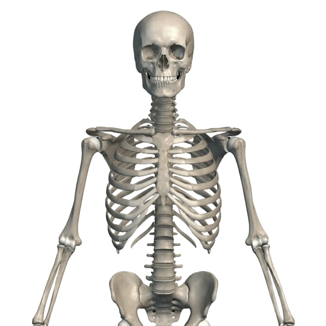 El esqueleto humano en 3D