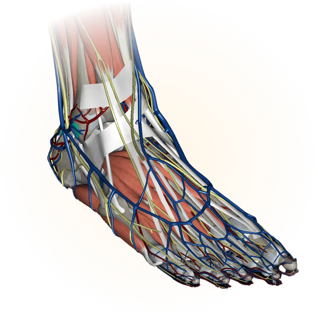 Modelo 3D: extremidades inferiores