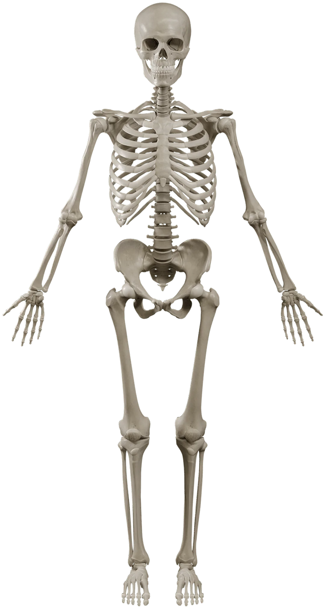 Modelo 3D del esqueleto humano