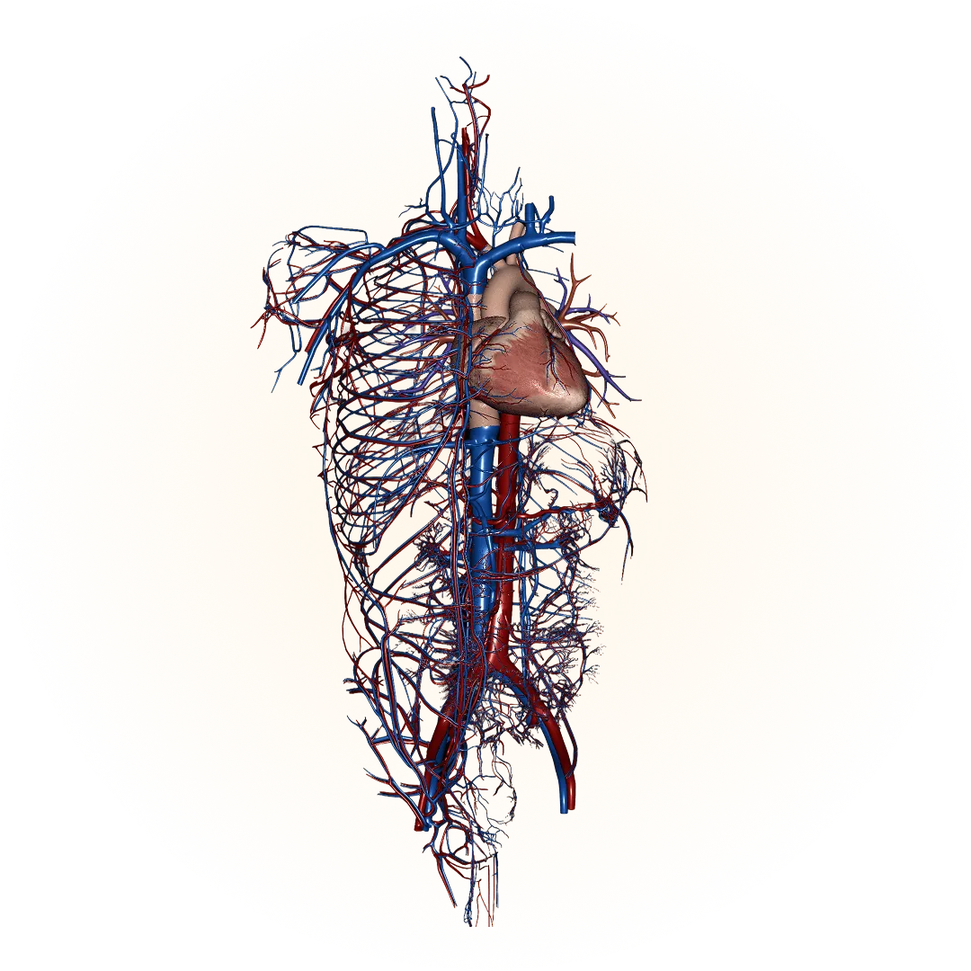 Modelo 3D: aparato cardiovascular