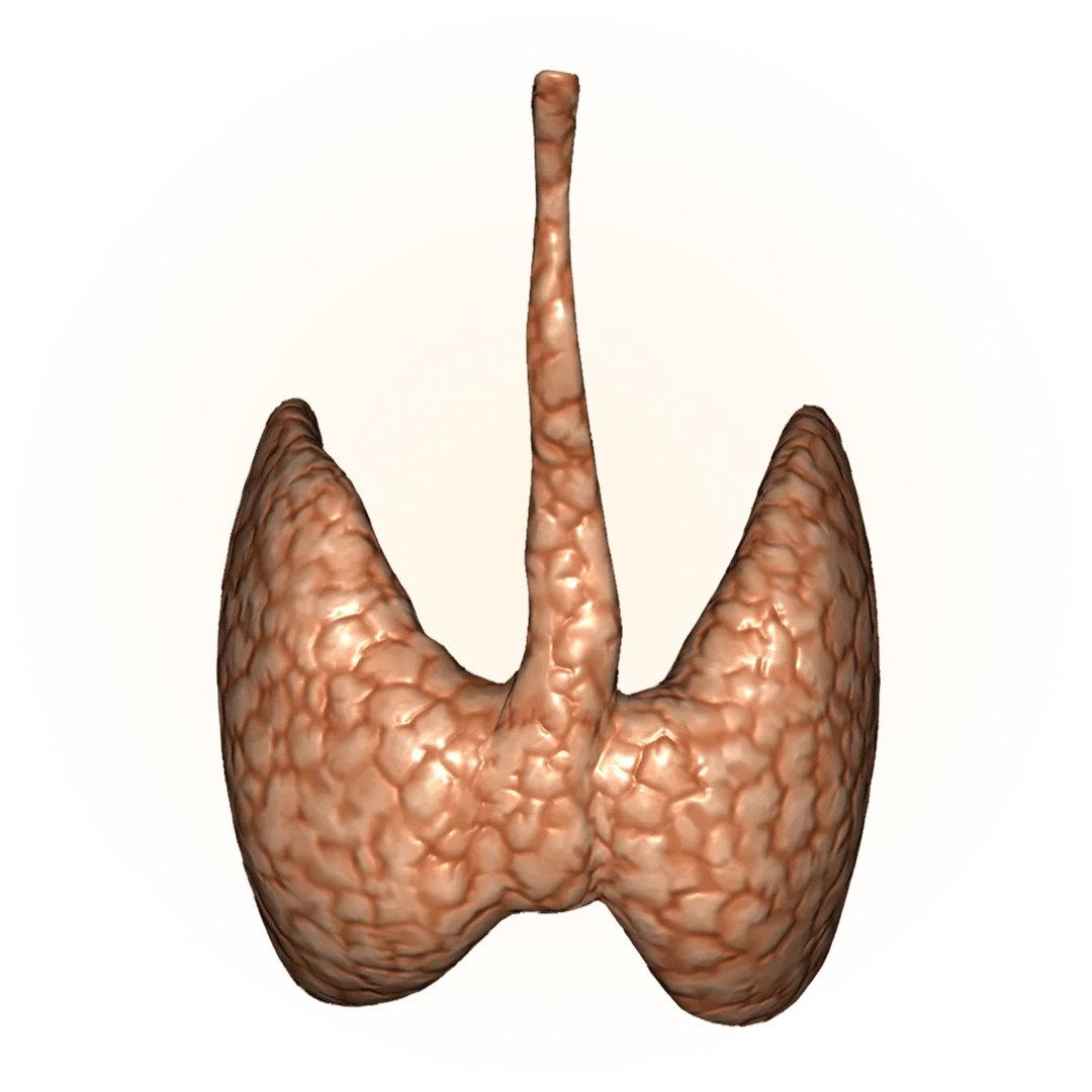 Modelo 3D: sistema endocrino