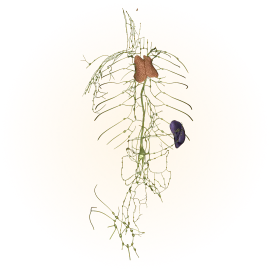 Lymphatic system