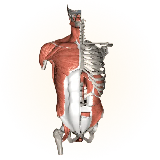 Musculoskeletal system
