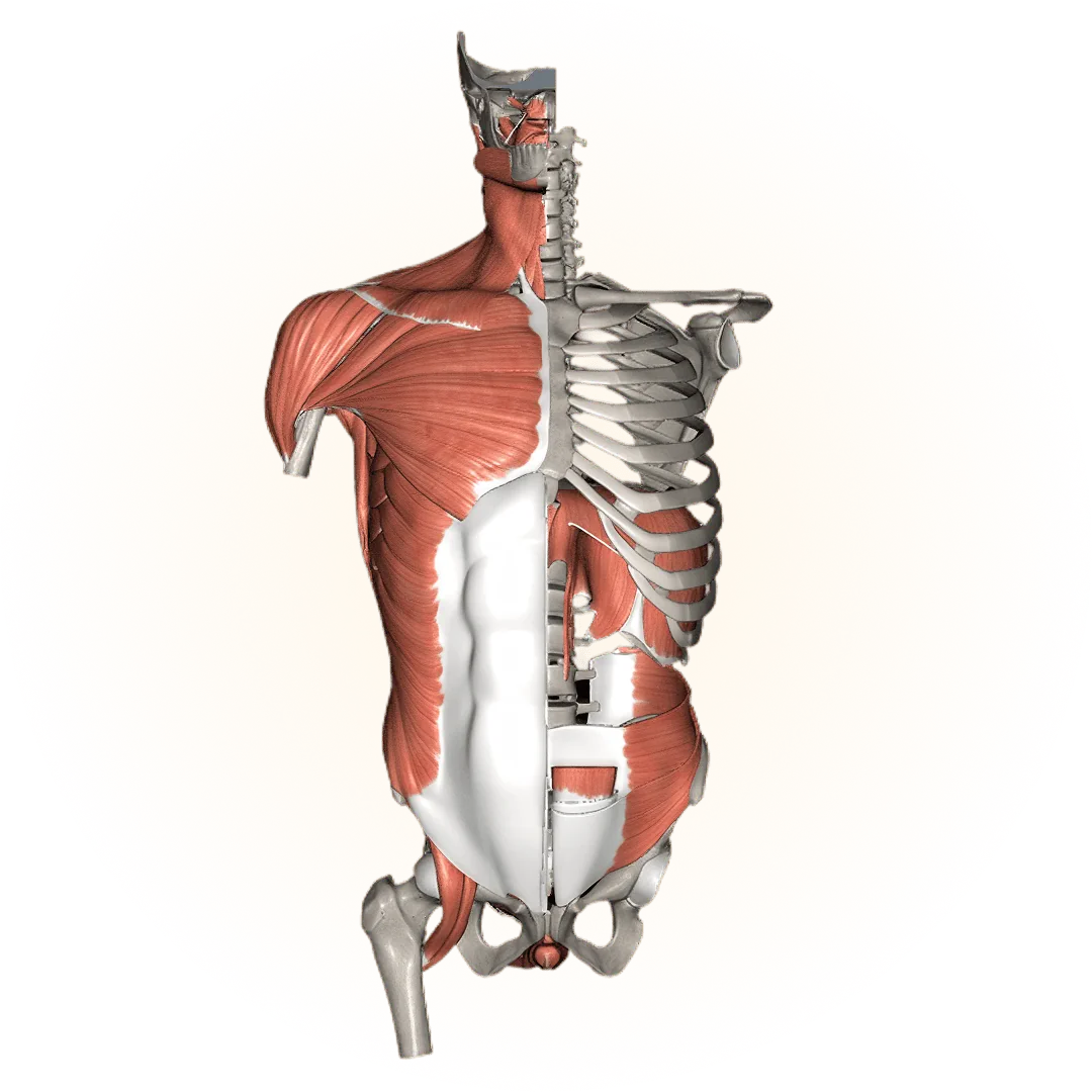 Modelo 3D: sistema musculoesquelético