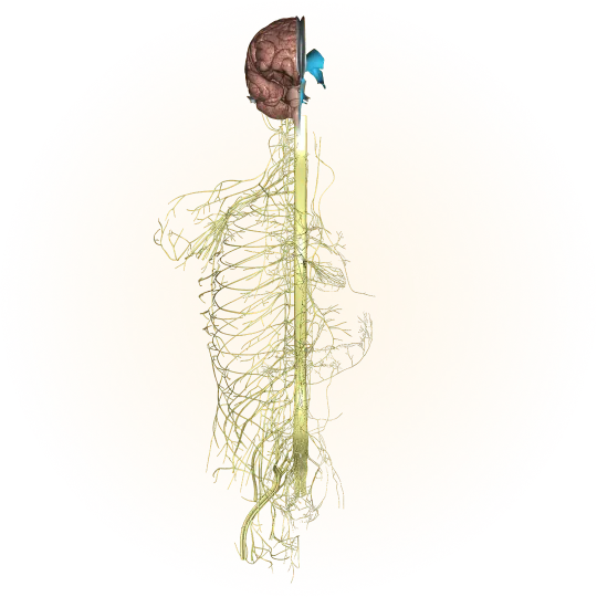Nervous system