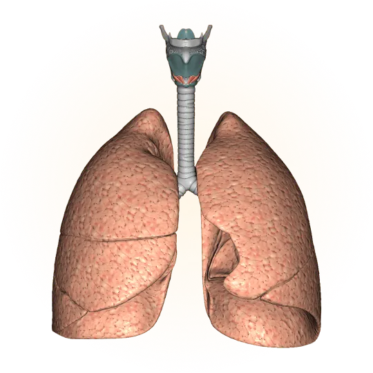 Respiratory system