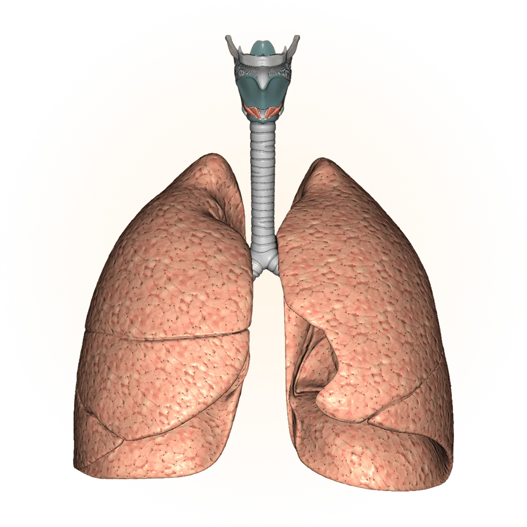 Modelo 3D: sistema respiratorio
