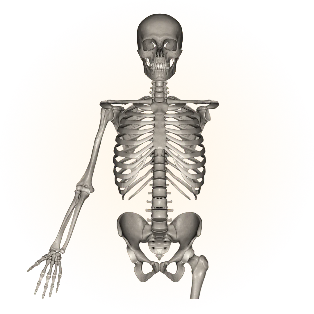 Modelo 3D: sistema óseo